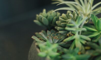 propagation environment - selective focus photography of green succulents