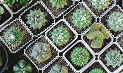 propagation of succulents - green cactus plants aerial photography