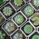 propagation of succulents - green cactus plants aerial photography