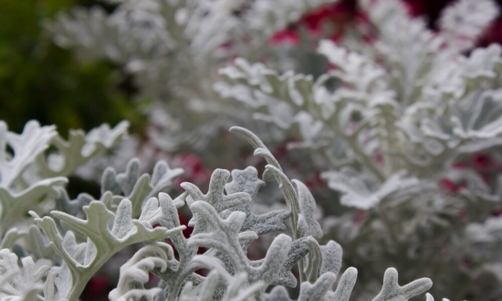 protecting succulents from frost - green plant with white snow