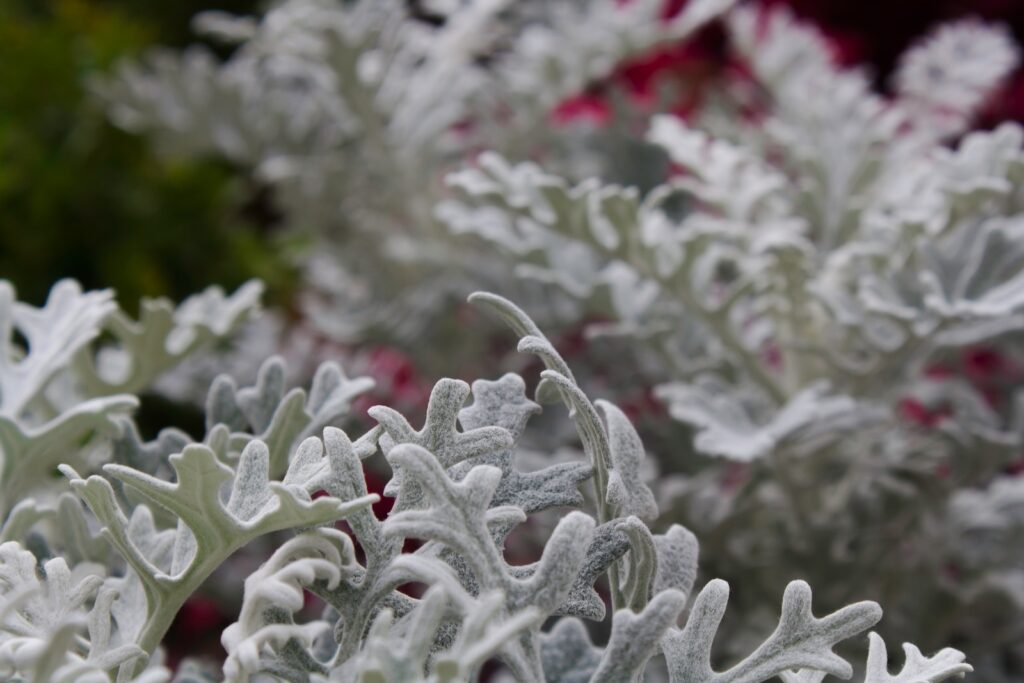 protecting succulents from frost - green plant with white snow