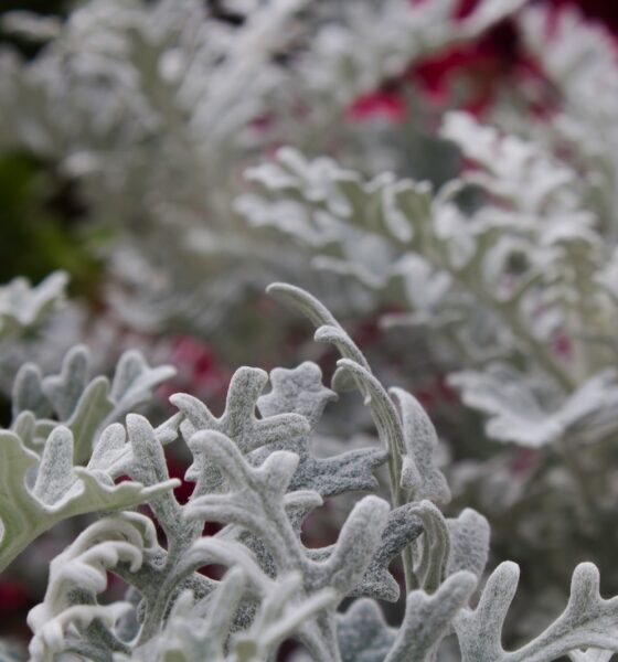 protecting succulents from frost - green plant with white snow