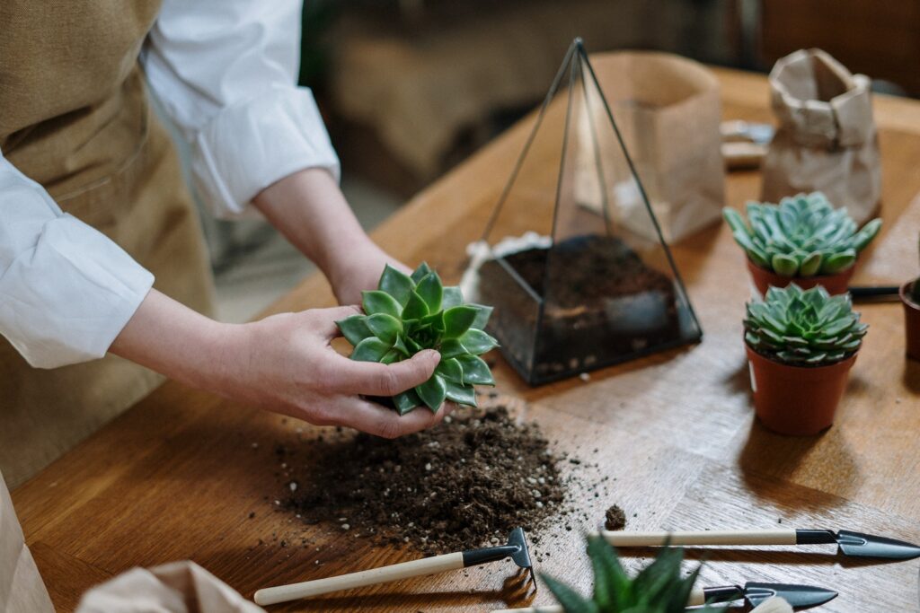 pruning outdoor succulents - Person Holding Green Plant on Brown Wooden Table