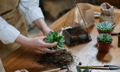 pruning outdoor succulents - Person Holding Green Plant on Brown Wooden Table