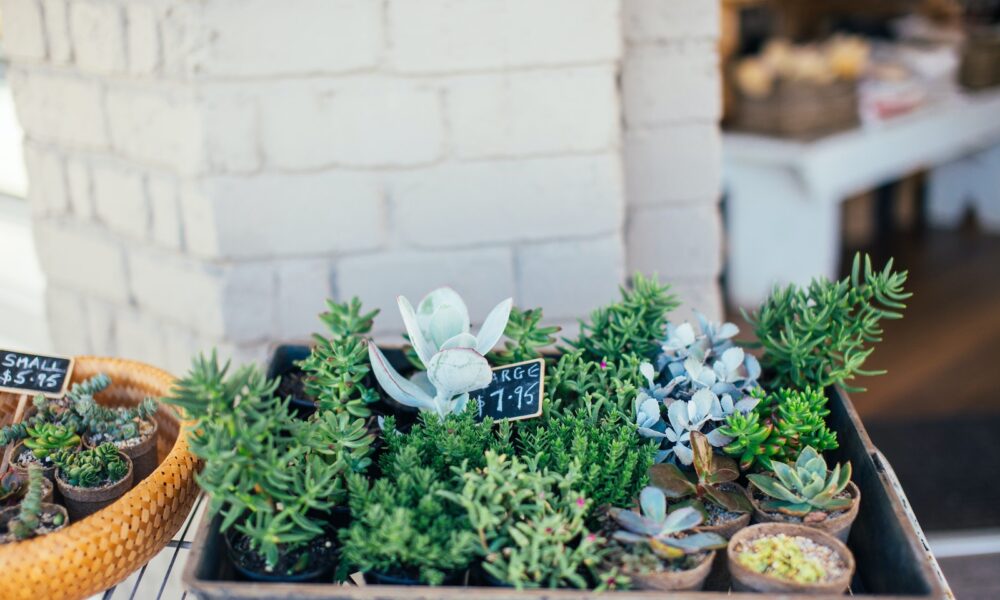 quality succulents on sale - Little green potted plants near shop for sale