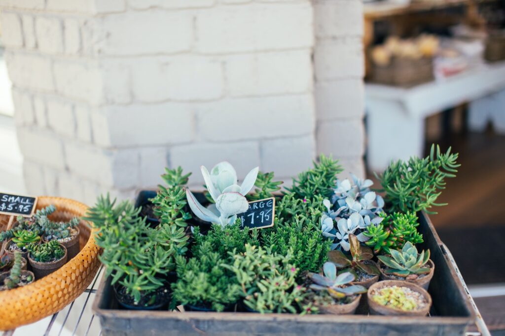 quality succulents on sale - Little green potted plants near shop for sale