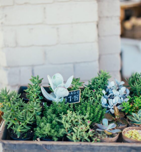 quality succulents on sale - Little green potted plants near shop for sale