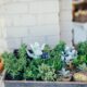 quality succulents on sale - Little green potted plants near shop for sale