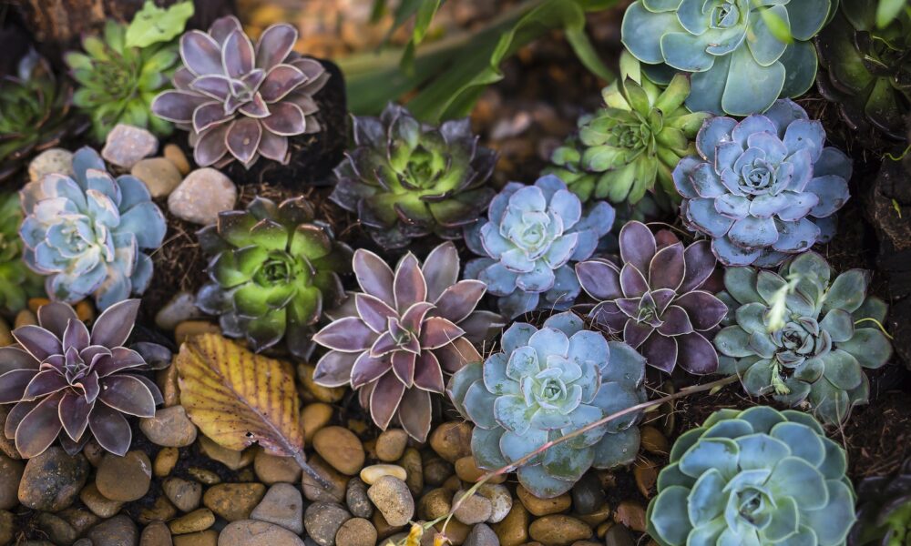 rainforest succulents - Assorted-color Flowers