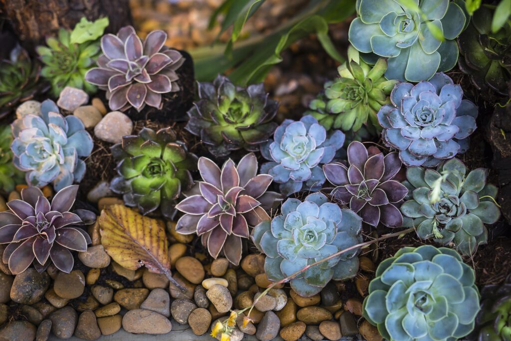 rainforest succulents - Assorted-color Flowers