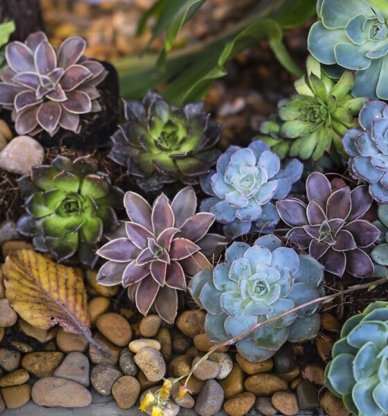 rainforest succulents - Assorted-color Flowers