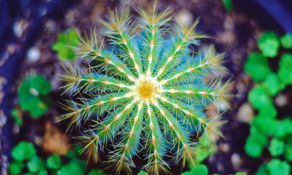 rare succulent propagation - close-up photography of green and yellow petaled flower