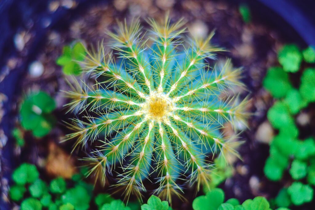 rare succulent propagation - close-up photography of green and yellow petaled flower