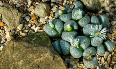 rare succulents - lithops, beautiful flowers, succulents