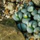 rare succulents - lithops, beautiful flowers, succulents