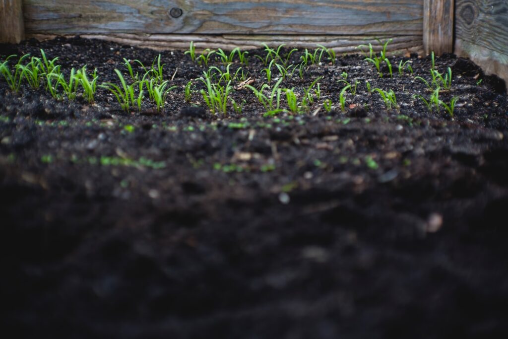 recycling soil - green leafed plants on black soil at daytime