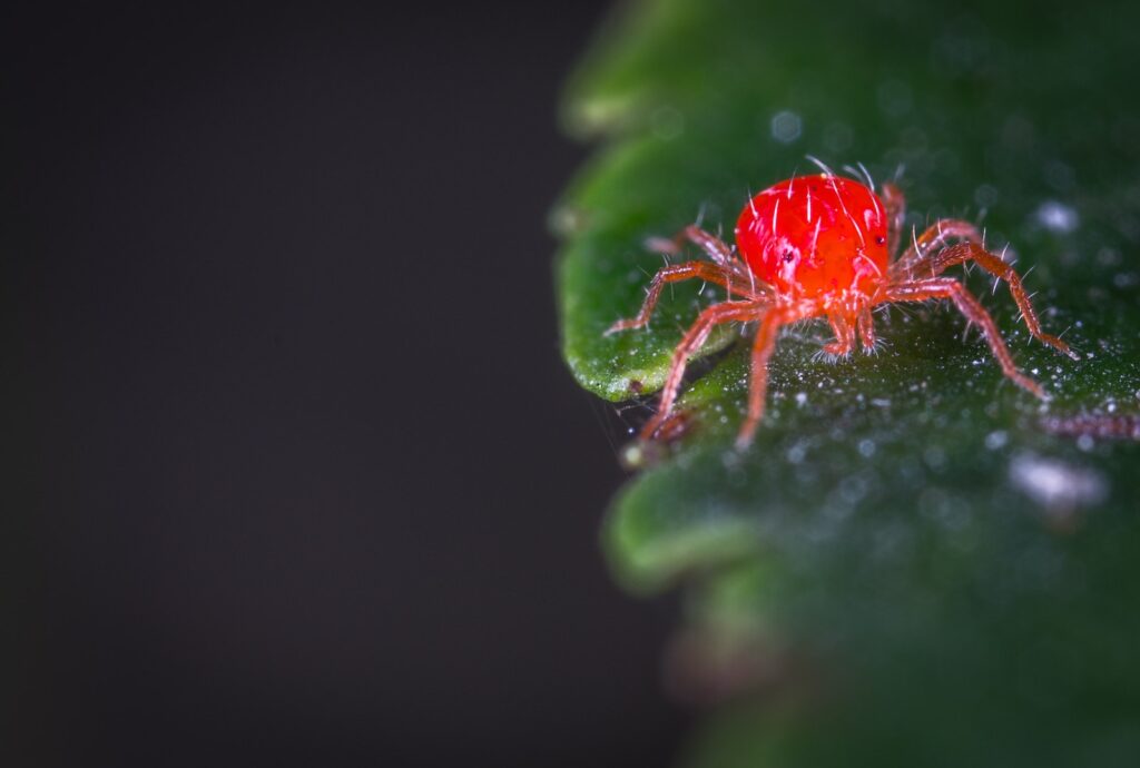 red spider mite - Close-up Photography of Red Spider Mites