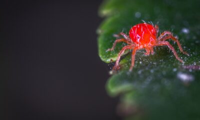 red spider mite - Close-up Photography of Red Spider Mites