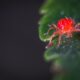 red spider mite - Close-up Photography of Red Spider Mites