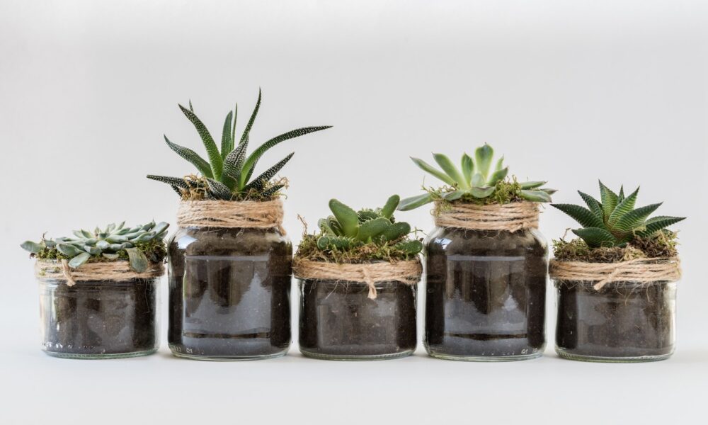 repotting routines - Five Succulent Plants