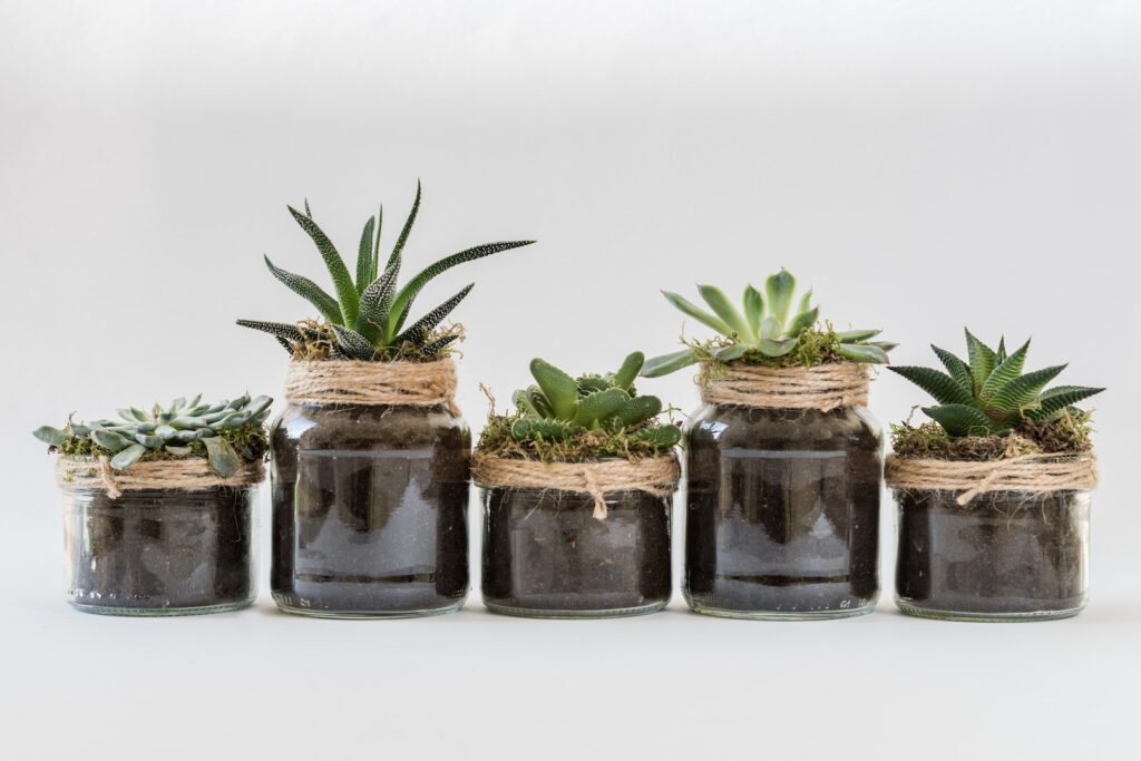 repotting routines - Five Succulent Plants