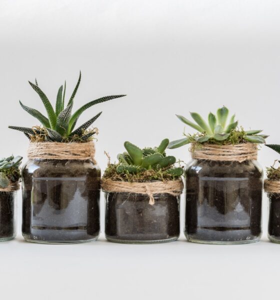 repotting routines - Five Succulent Plants