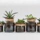 repotting routines - Five Succulent Plants