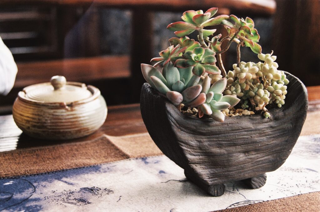 resilient succulents - a potted plant sitting on top of a wooden table