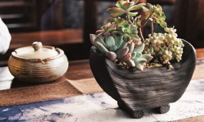 resilient succulents - a potted plant sitting on top of a wooden table