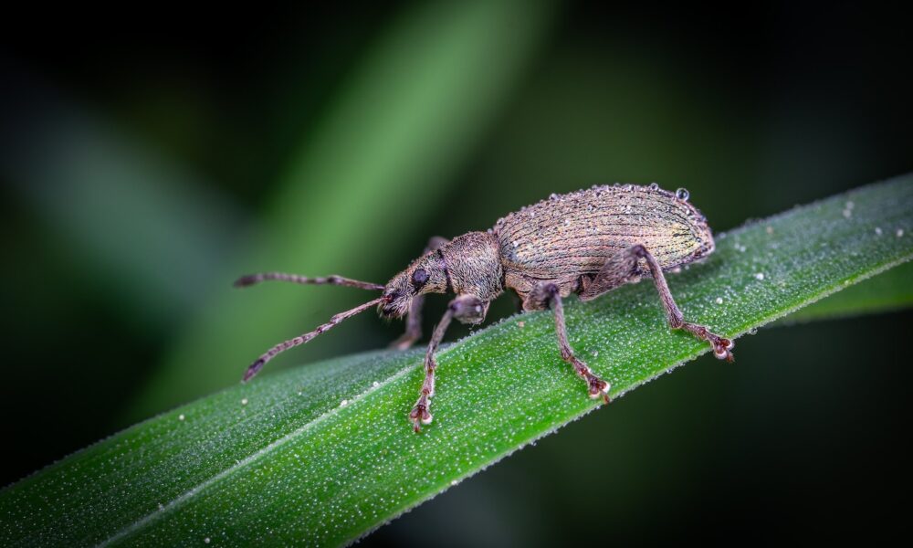 root weevil foes - Selective Focus Photo of a Weevil on Green Leaf