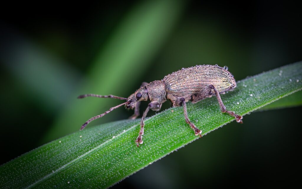 root weevil foes - Selective Focus Photo of a Weevil on Green Leaf