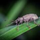 root weevil foes - Selective Focus Photo of a Weevil on Green Leaf