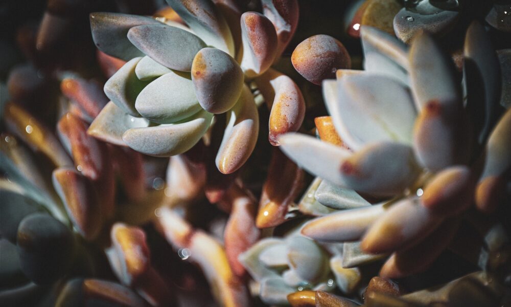 rust spots on succulents - a close up of a bunch of small flowers