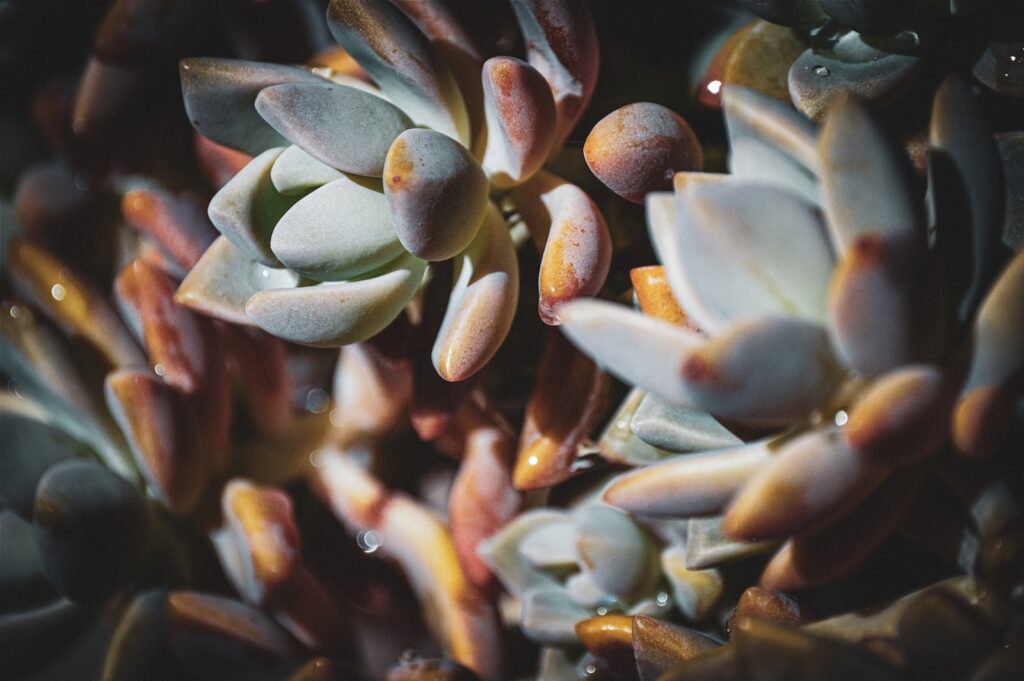 rust spots on succulents - a close up of a bunch of small flowers