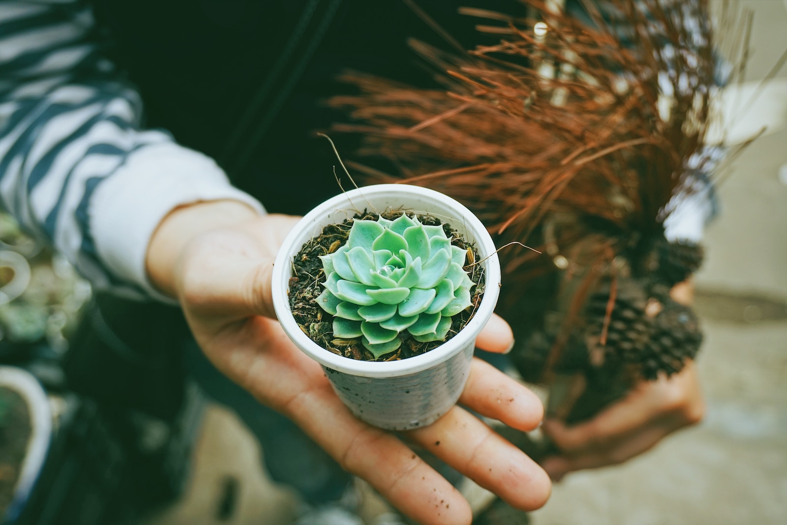 safe succulent shipping - person holding green succulent plant