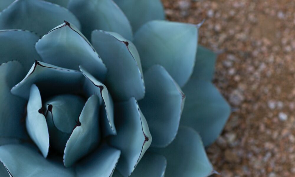 sand in succulent mix - selective focus photography of green succulent