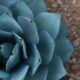 sand in succulent mix - selective focus photography of green succulent