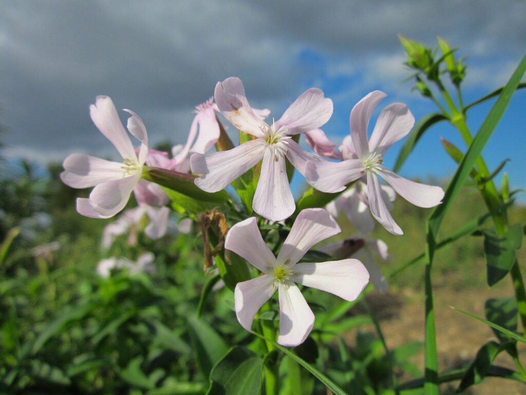 saponaria - saponaria officinalis, sky, clouds