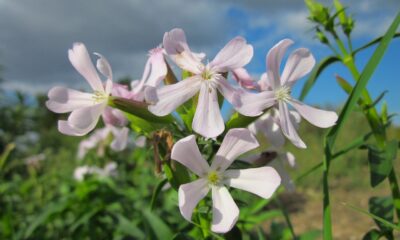 saponaria - saponaria officinalis, sky, clouds