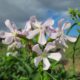 saponaria - saponaria officinalis, sky, clouds