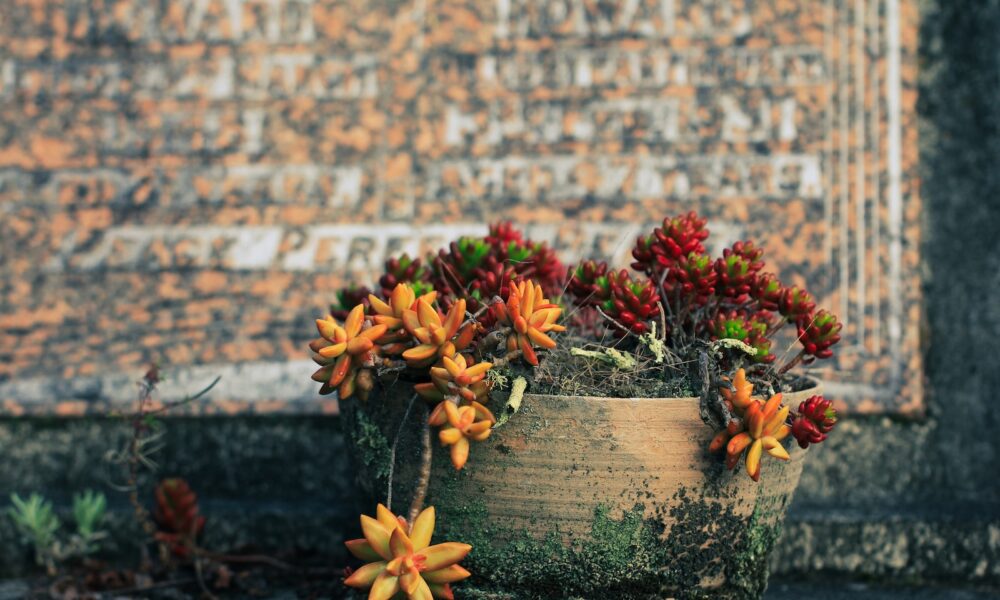 signs of a struggling succulent - a potted plant with red and yellow flowers in front of a brick wall