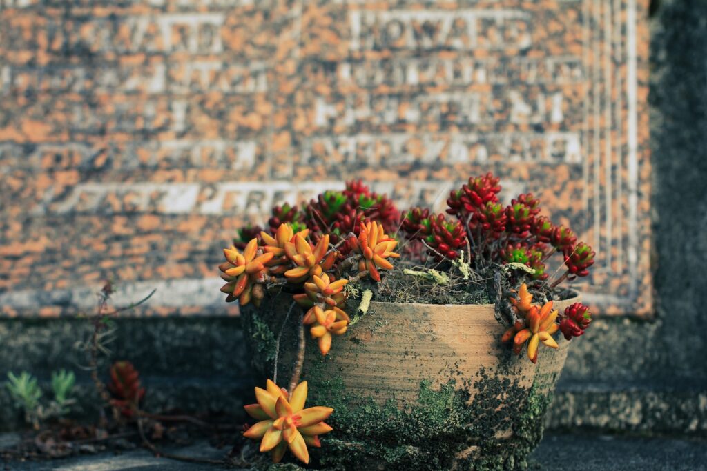 signs of a struggling succulent - a potted plant with red and yellow flowers in front of a brick wall