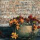 signs of a struggling succulent - a potted plant with red and yellow flowers in front of a brick wall