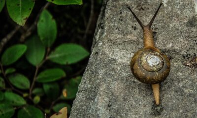 snails and slugs - brown snail in rule of thirds photography