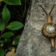 snails and slugs - brown snail in rule of thirds photography