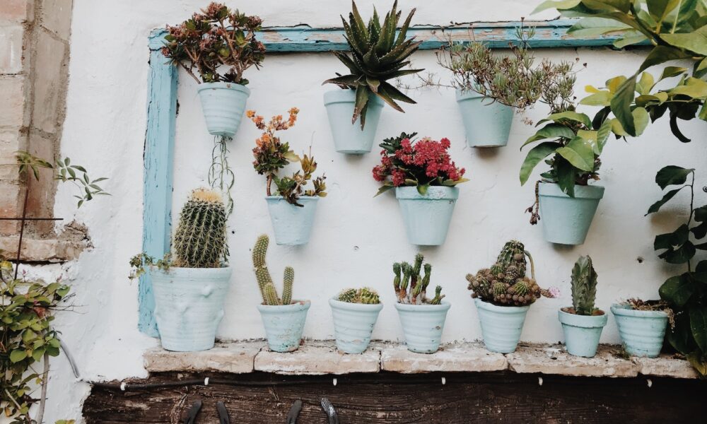 soil mites in succulents - Plants in Pot on Wall