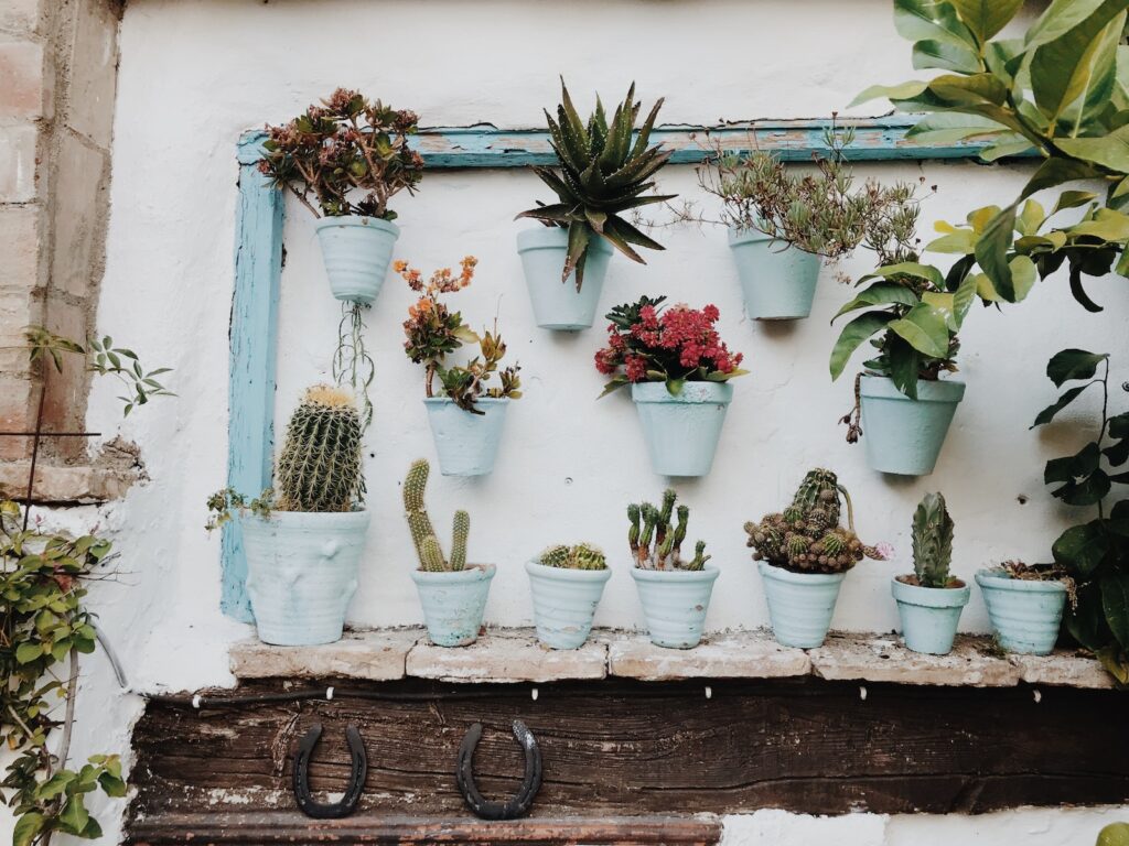 soil mites in succulents - Plants in Pot on Wall