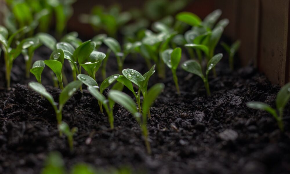 soil preparation - a plant growing in a pot