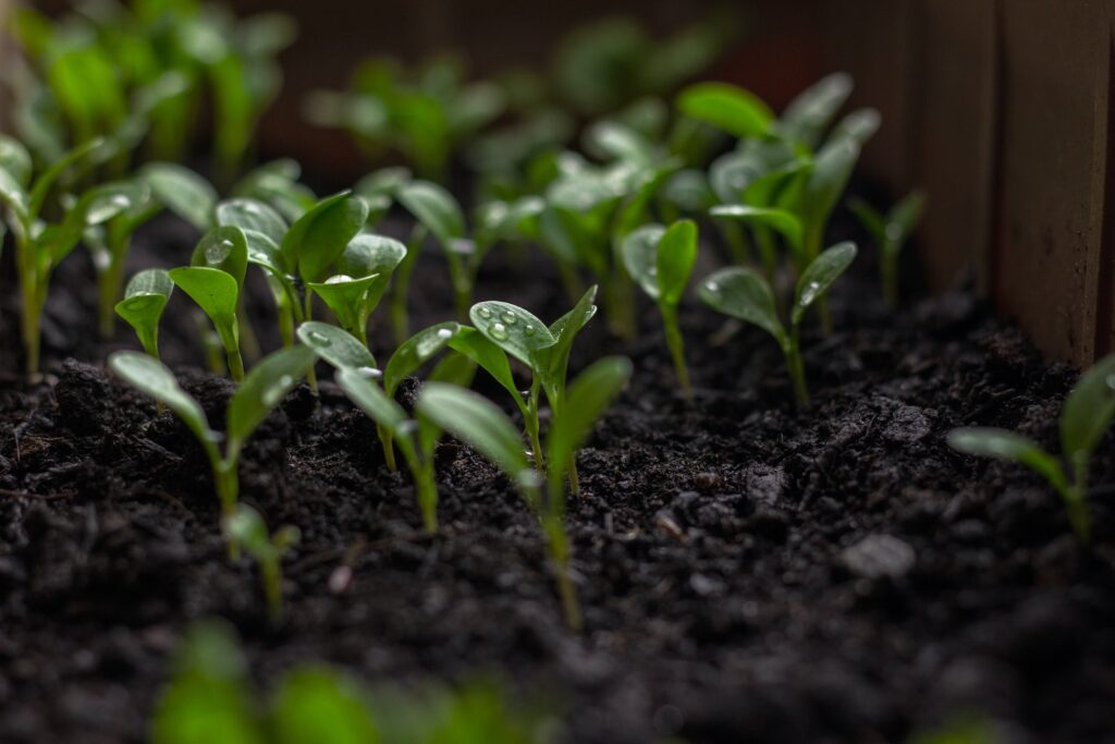 soil preparation - a plant growing in a pot