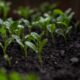 soil preparation - a plant growing in a pot